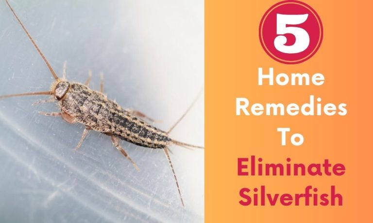 5 Home Remedies To Eliminate Silverfish